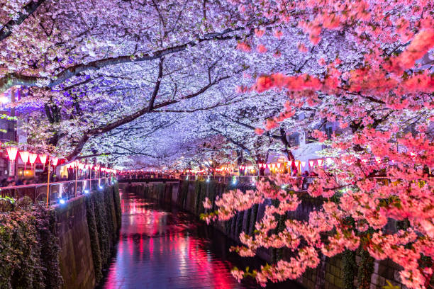 belles lumières la nuit avec des fleurs de cerisier ou sakura en saison au japon de tokyo - rivière meguro photos et images de collection