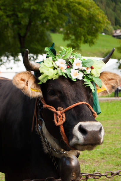 istock Beautiful brown cow with floreal crown 1132783098