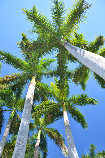 Royal palm trees and blue sky