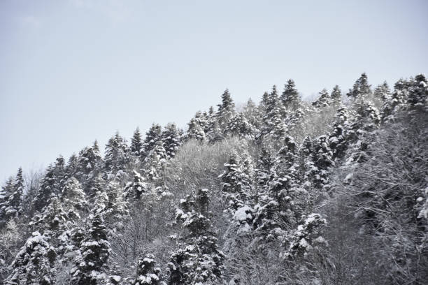 istock A winter scene, snowy hills covered with pine trees 1132784895