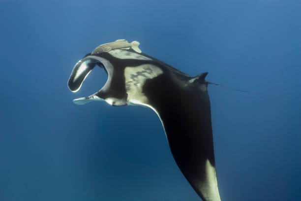 istock A Beautiful manta ray in Socorro island 1132787150