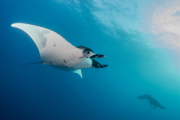 istock A Beautiful manta ray in Socorro island 1132787154