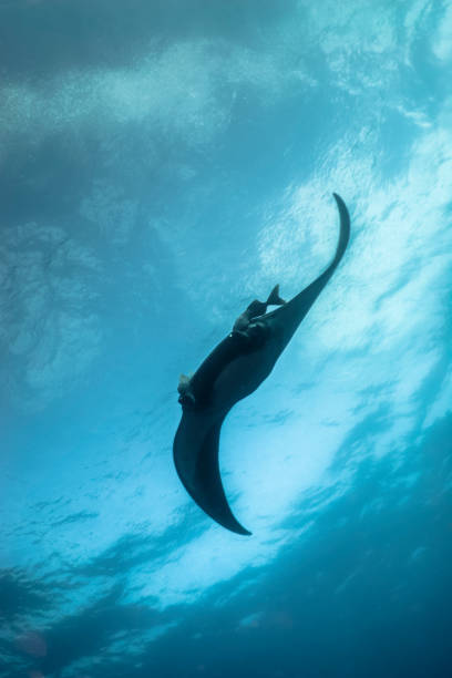 istock A Beautiful manta ray in Socorro island 1132787163