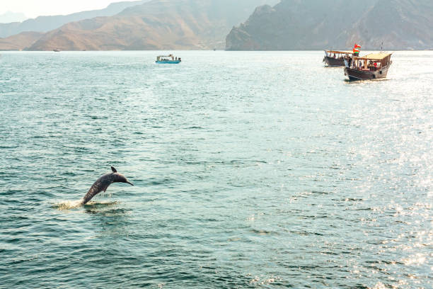 saltando fora dos barcos do golfinho e do prazer da água no golfo de oman - travel adventure water oman - fotografias e filmes do acervo