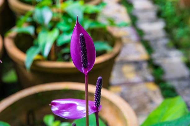 Anthurium flower in rows at the farm