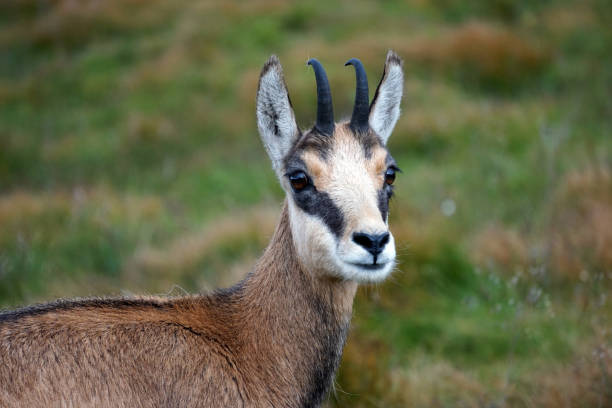 istock Tatra chamois (Rupicapra rupicapra tatrica) in a mountain natural environment. 1132787768