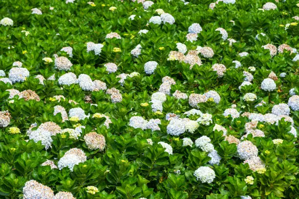 Photo of bouquet of white hydrangea flower blossom at thegarden and green background