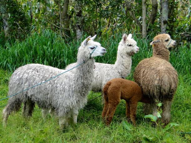 istock Alpaca in white and brown on a meadow 1132788626