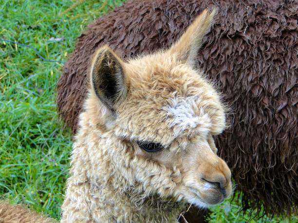 istock Alpaca in white and brown on a meadow 1132788662
