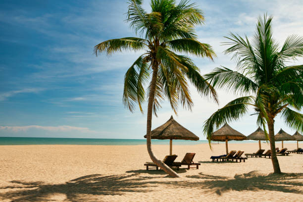 Palm trees and beach chairs on a deserted beach on Hainan Island. The tropical island of Hainan is located in the south of China, on the same latitude as Hawaii, which is why it is often called "East Hawaii". Its territory is 33,920 km². The island is washed by the waters of the South China Sea sanya food photos stock pictures, royalty-free photos & images