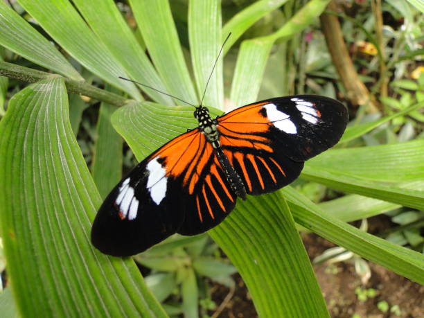 istock Butterfly, colorful in full bloom in the rainforest 1132789280
