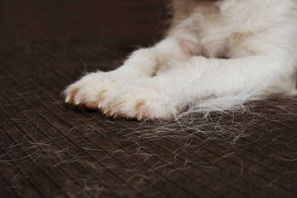 CLOSE-UP FURRY JACK RUSSELL DOG, SHEDDING HAIR DURING MOLT SEASON ON SOFA. CLOSE-UP FURRY JACK RUSSELL DOG, SHEDDING HAIR DURING MOLT SEASON ON SOFA. molting stock pictures, royalty-free photos & images