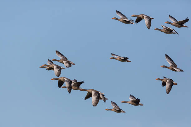 This serene image captures a large flock of Barnacle Geese (Branta leucopsis) resting together in a peaceful natural setting. Their striking black-and-white plumage contrasts beautifully against the surrounding landscape, emphasizing their distinctive markings. As migratory birds, these geese take a moment to recuperate before continuing their long journey between Arctic breeding grounds and temperate wintering areas. The scene reflects the harmony of seasonal movement, showcasing the resilience and unity of these remarkable travelers. The picture is taken at Amager close to the Copenhagen Airport where the geese spend the winter every year