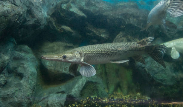Shortnose gar (Lepisosteus platostomus) swimming underwater in an aquarium