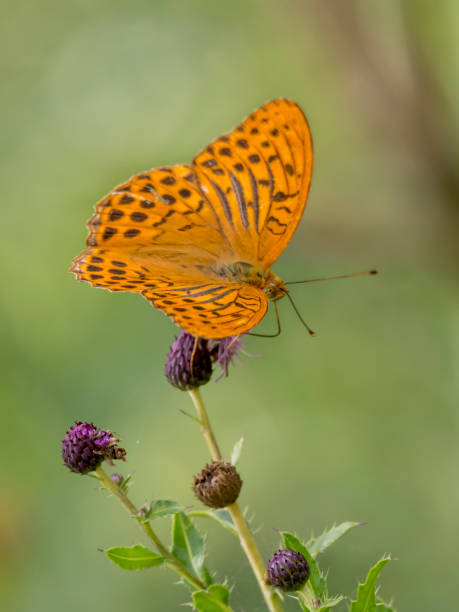 istock Orange imperial coat butterfly sits on a thistle blossom in front of blurred background 1132790614