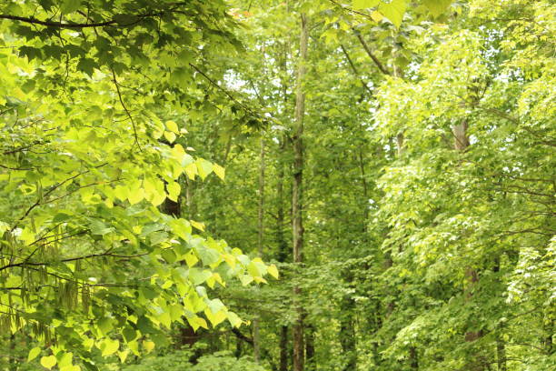 istock trees in a forest with beautiful heart shaped leaves 1132790620