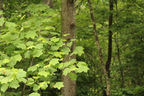 istock trees in a forest with beautiful heart shaped leaves 1132790636
