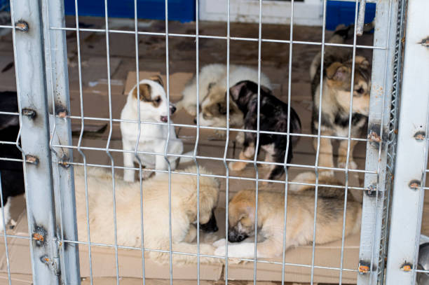 istock puppies play in the aviary shelter 1132791370