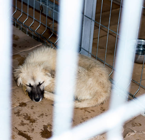 istock dog sleeping in shelter 1132791419