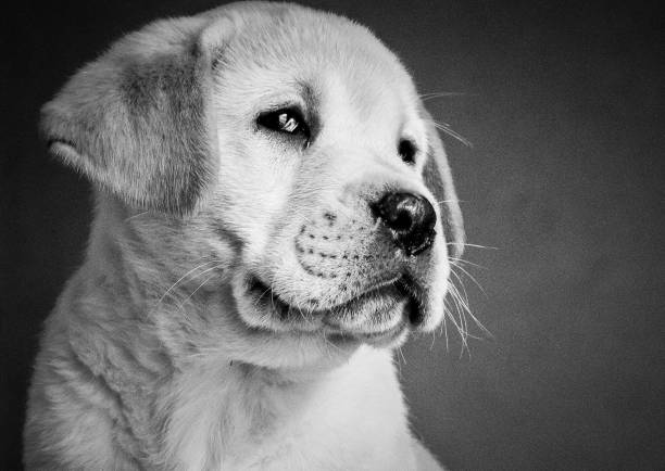 黒と白の子犬ラブラドール取得 - photography portrait fine art portrait dog ストックフォトと画像