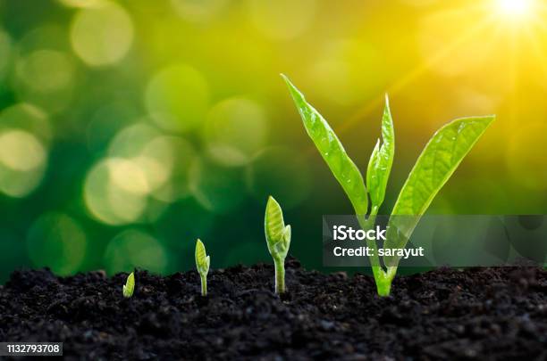 Development Of Seedling Growth Planting Seedlings Young Plant In The Morning Light On Nature Background Stock Photo - Download Image Now
