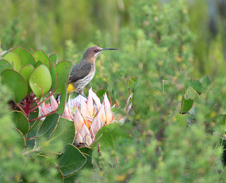 Cape Sugarbird (Promerops Cafer), Cape Town, South Africa