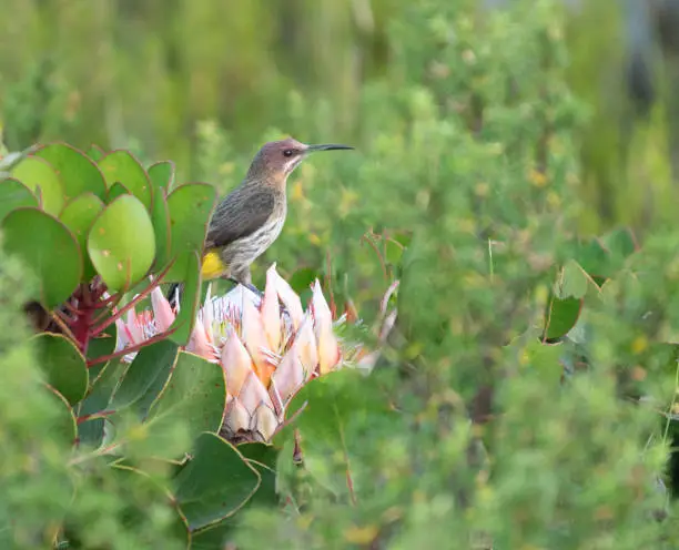 Cape Sugarbird (Promerops Cafer), Cape Town, South Africa