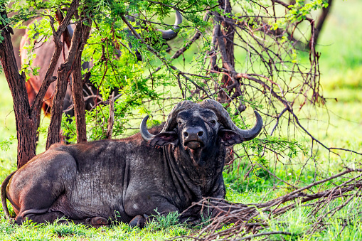 African Buffalo resting at Serengeti