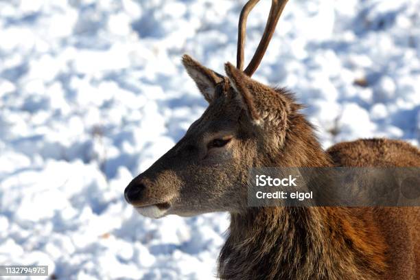 Wild Red Deer Glencoe Scottish Highlands Scotland Uk Stock Photo - Download Image Now