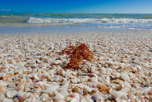 Close up view of shells and orange seaweed on Sanibel Island beach, Florida, USA, with ocean and blue sky in the background