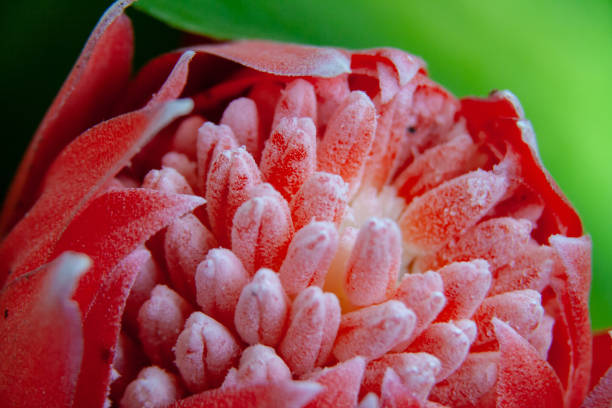 istock Macro art close up from a exotic blossom with white seed 1132796288
