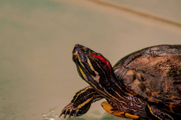 istock Close up from a fantastic colored turtle 1132796469