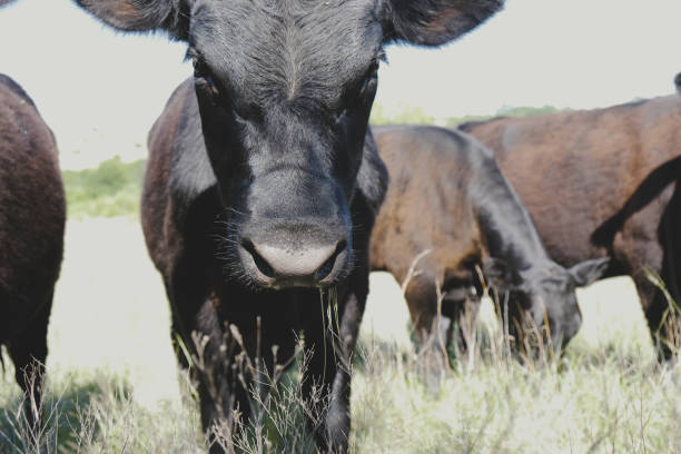 istock Black calf in cattle pasture on farm. 1132796552