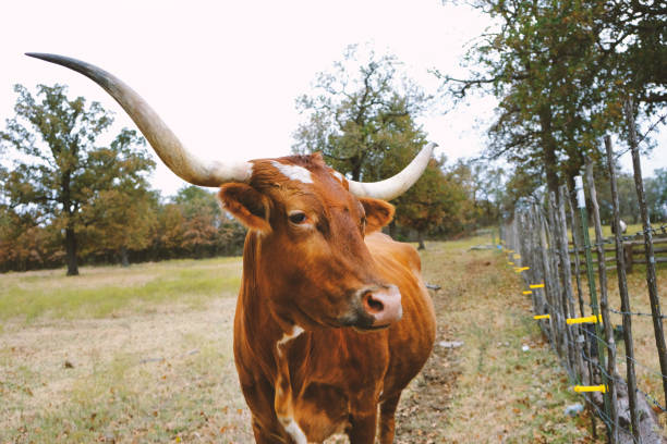 Brown Texas Longhorn cow on beautiful ranch shows large horns close up.