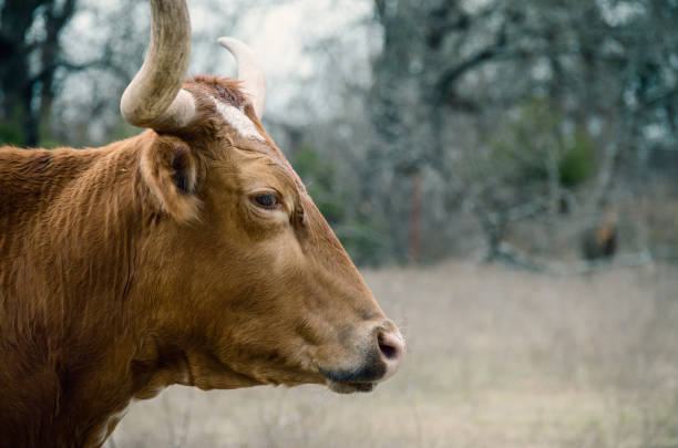 Cattle in agriculture shows profile of Texas Longhorn heifer cow with horns in pasture.