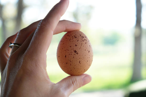 istock Hand holding speckled brown egg with farm in background. 1132797913