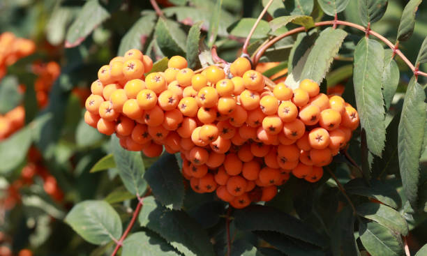 istock ashberry at dry sunny day 1132802710
