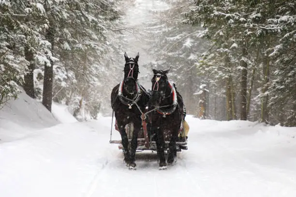Horse carriage on the mountains road in winter