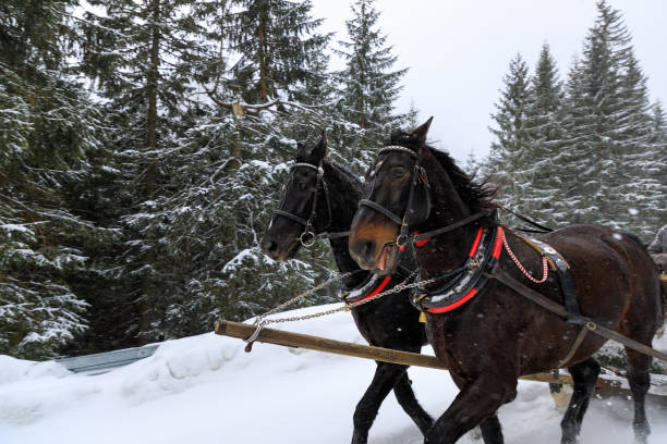 istock Horse carriage in mountains 1132802997