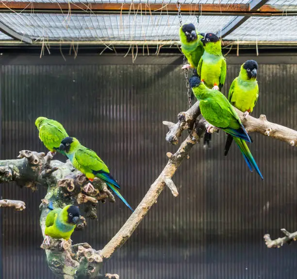 Photo of Nanday parakeets sitting together on a branch in the aviary, Popular tropical pets from America