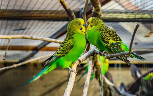 very close lovely couple of budgie parakeets together, tropical and popular pets in aviculture, colorful birds from Australia