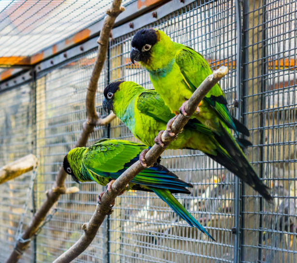 istock Three Nanday conures sitting together on a branch in the aviary, Popular pets in aviculture, Tropical small parrots from America 1132803431
