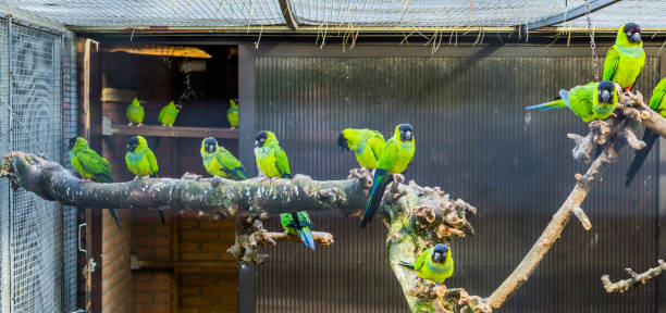istock Aviary full with Nanday conures, popular pets in aviculture, Tropical birds from America 1132803458