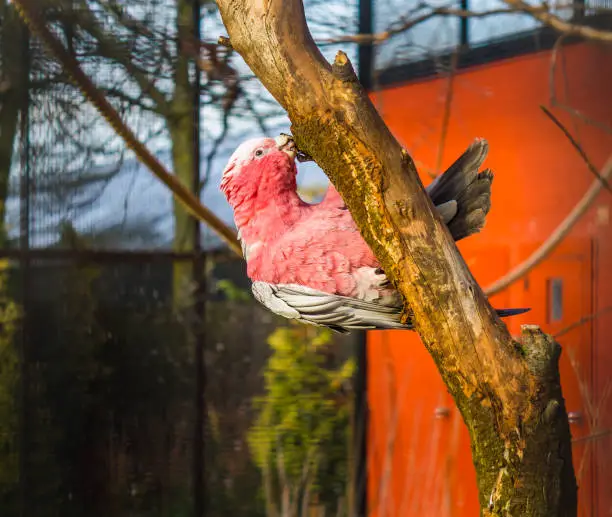 Photo of Galah, a rose breasted cockatoo hanging on a tree branch and nibbling on it, popular pet in aviculture, tropical bird from Australia