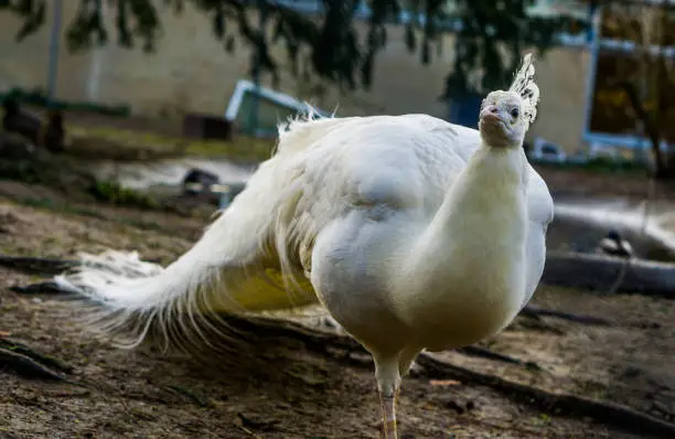 Photo of Beautiful white peacock walking in close up, popular color mutation in aviculture, tropical bird from Asia