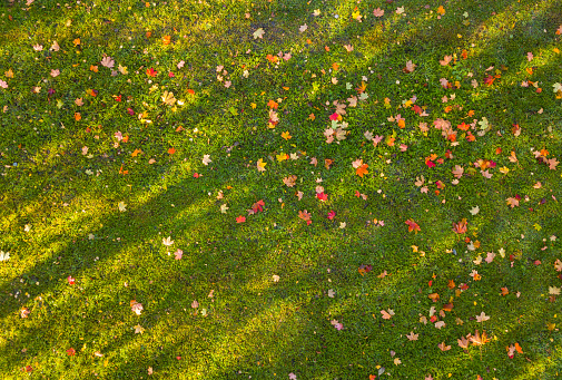Fall leaves on grass, drone picture