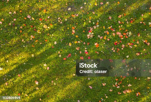 istock Fall leaves on grass, drone picture 1132804949