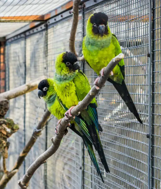 Photo of Three Nanday parakeets sitting together on a branch in the aviary, Colorful and tropical small parrots from America