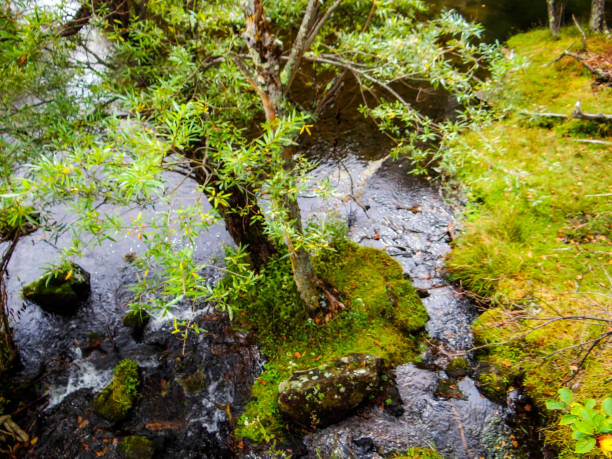 в районе озера yunoko в оку-никко - nikko asia japan natural landmark стоковые фото и изображения