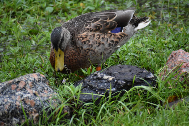 istock Brown duck with yellow beak by rock with raindrops from storm 1132810638